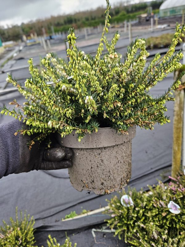 Heather Erica darleyensis 'White Perfection'