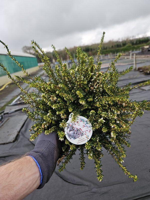 Heather Erica darleyensis 'White Perfection'
