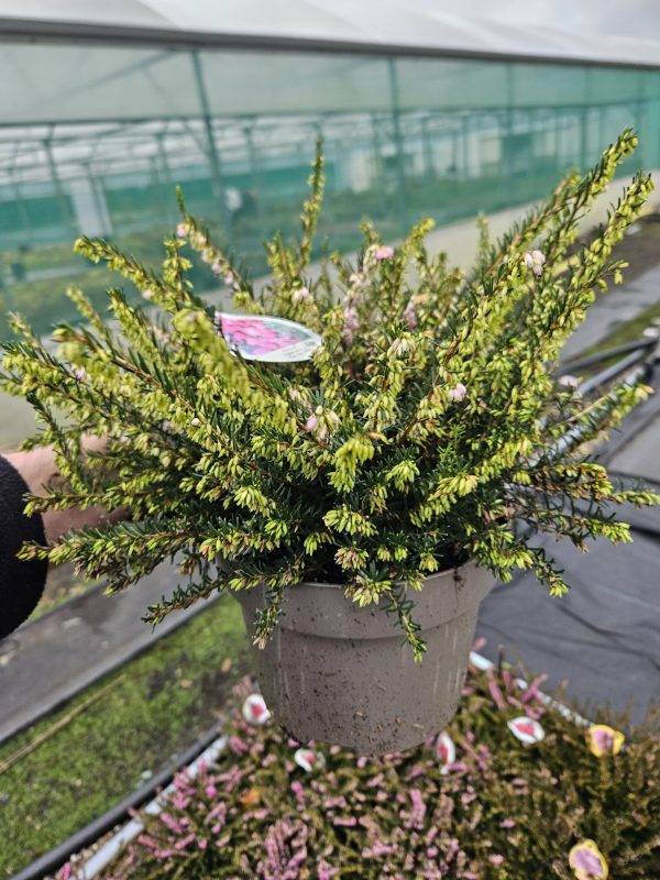Heather Erica darleyensis ‘Ghost Hill’