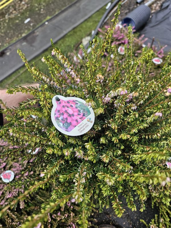Heather Erica darleyensis ‘Ghost Hill’