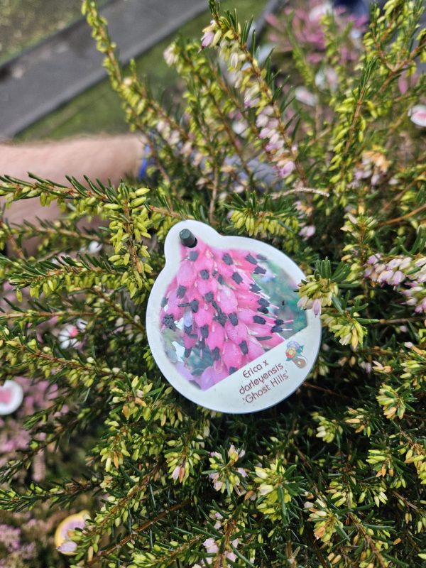 Heather Erica darleyensis ‘Ghost Hill’