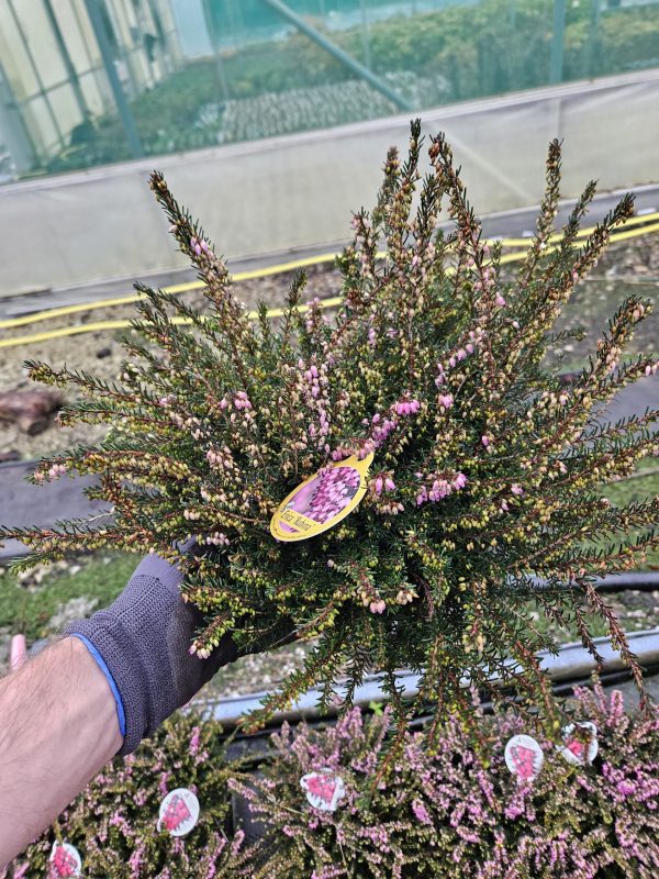 Heather Erica darleyensis ‘Rubina’
