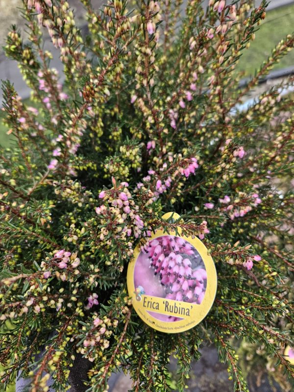 Heather Erica darleyensis ‘Rubina’