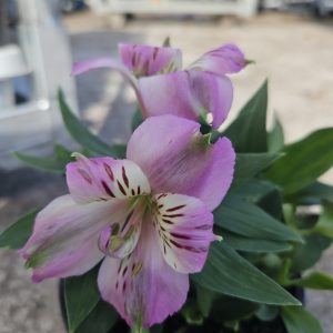 Alstroemeria Inticancha 'Navayo'