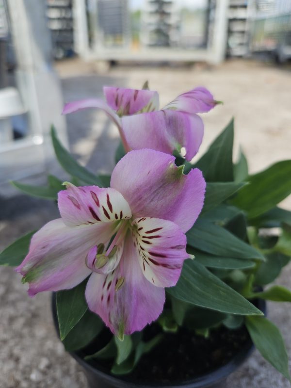 Alstroemeria Inticancha 'Navayo' Alstroemeria Inticancha 'Navayo'