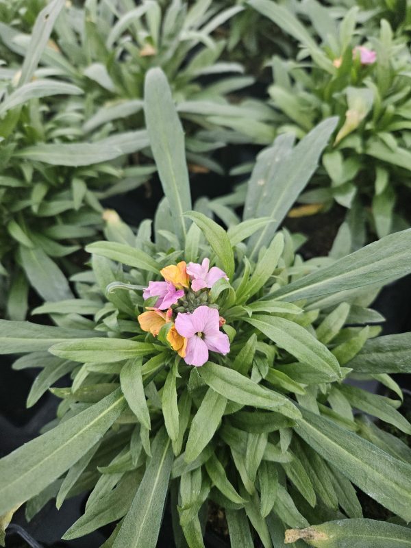 Erysimum 'Cheers Sun Kissed Amethyst'2 Erysimum 'Cheers Sun Kissed Amethyst'