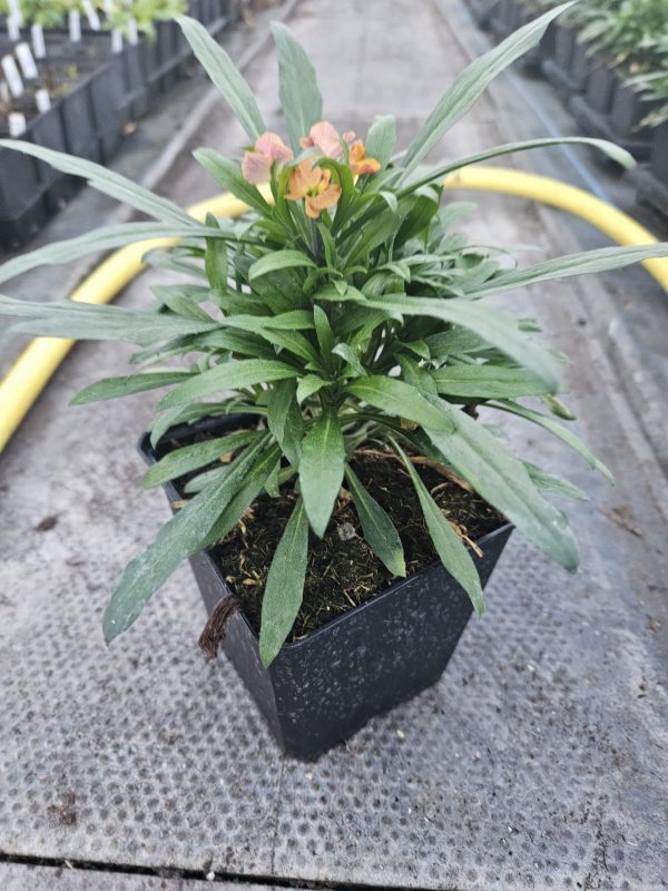 Erysimum 'Cheers Sun Kissed Amethyst'3 Erysimum 'Cheers Sun Kissed Amethyst'