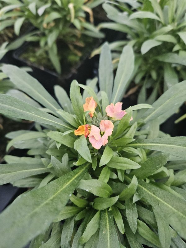 Erysimum 'Cheers Sun Kissed Amethyst'4 Erysimum 'Cheers Sun Kissed Amethyst'