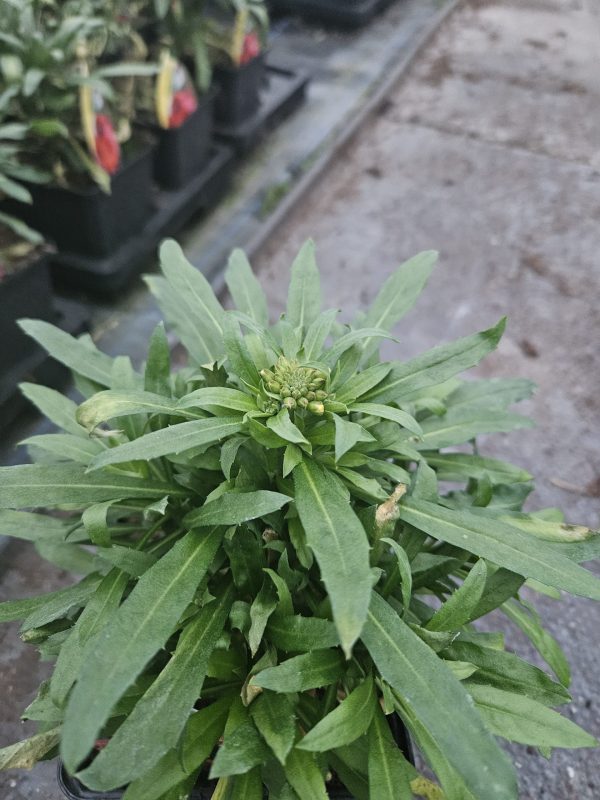 Erysimum 'Winter Sorbet'