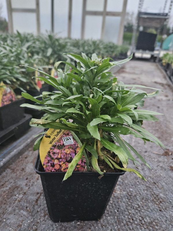 Erysimum 'Winter Sorbet'