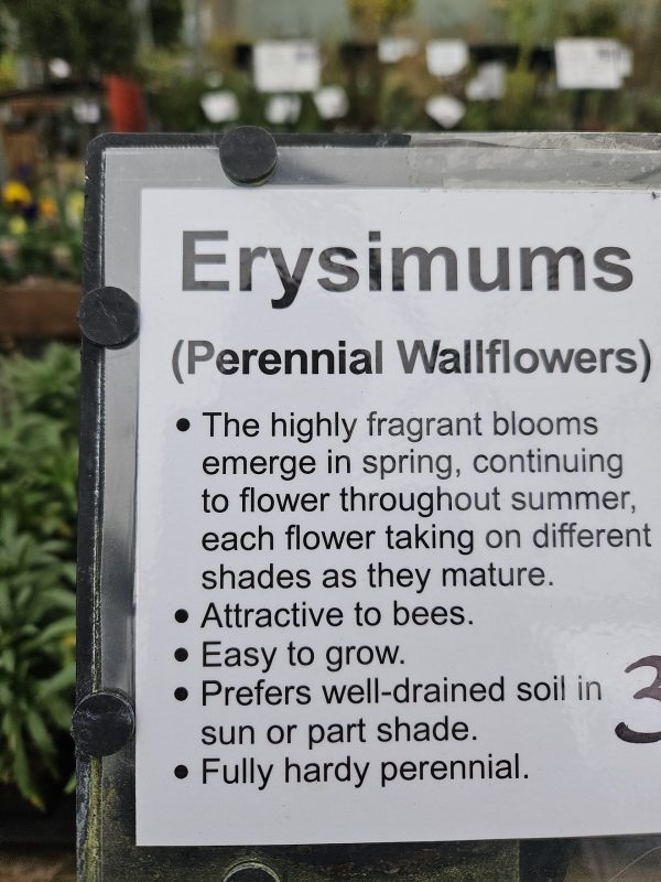 Erysimum Information Erysimum Information
