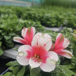 Alstroemeria Inticancha 'Maya'