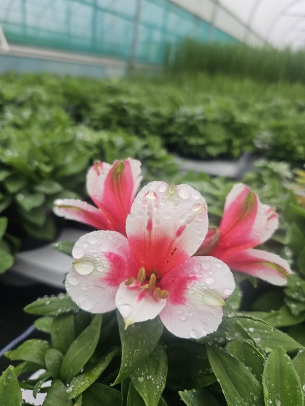Maya Alstroemeria Inticancha 'Maya'