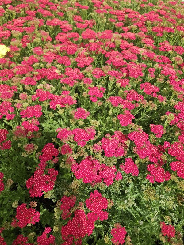 Achillea millefolium 'New Vintage Red' Achillea millefolium 'New Vintage Red'