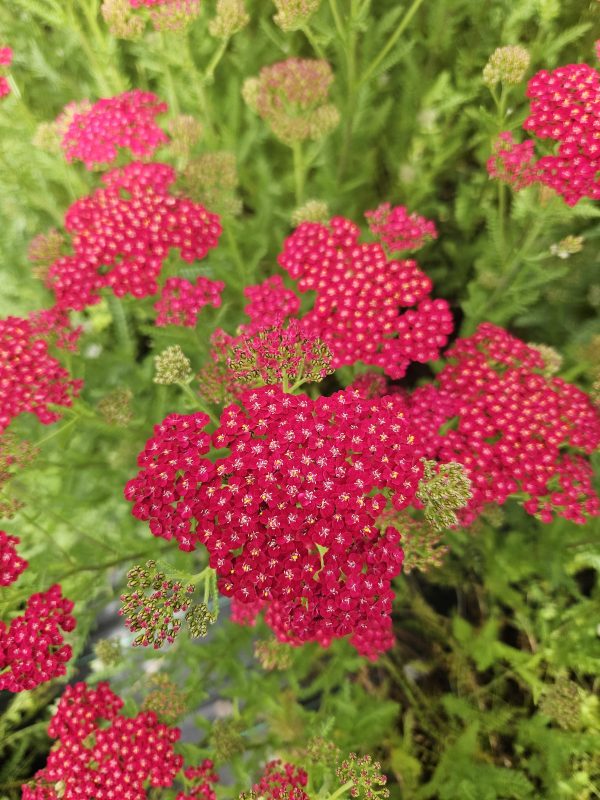 Achillea millefolium 'New Vintage Red'2 Achillea millefolium 'New Vintage Red'