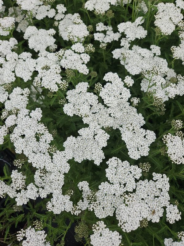Achillea millefolium 'New Vintage White' Achillea millefolium 'New Vintage White'