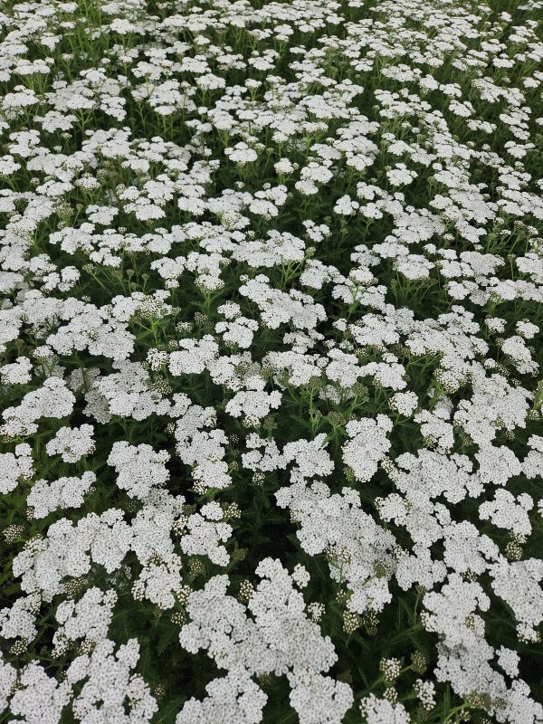 Achillea millefolium 'New Vintage White'2 Achillea millefolium 'New Vintage White'