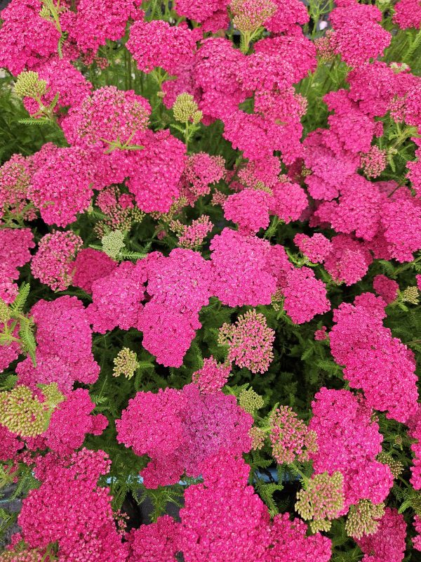 Achillea millefolium 'Saucy Seduction' Achillea millefolium 'Saucy Seduction'