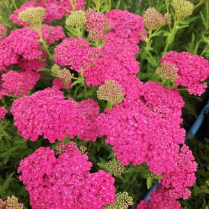 Achillea millefolium 'Saucy Seduction'
