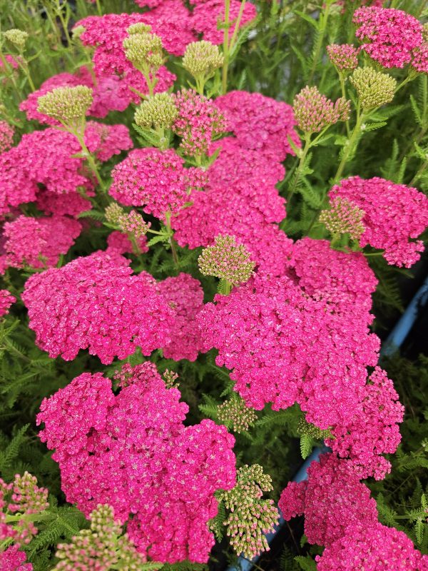 Achillea millefolium 'Saucy Seduction'2 Achillea millefolium 'Saucy Seduction'