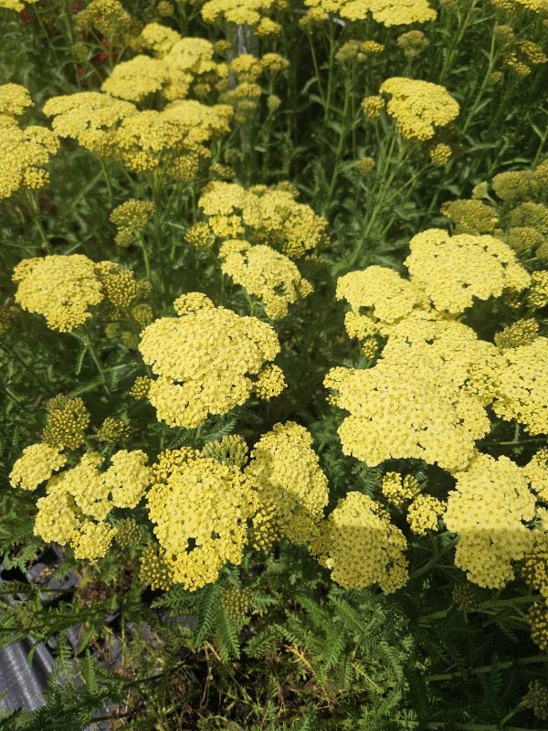 Achillea millefolium 'Sunny Seduction' Achillea millefolium 'Sunny Seduction'