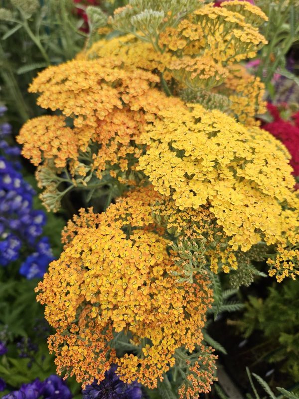 Achillea millefolium 'Terracotta' Achillea millefolium 'Terracotta'