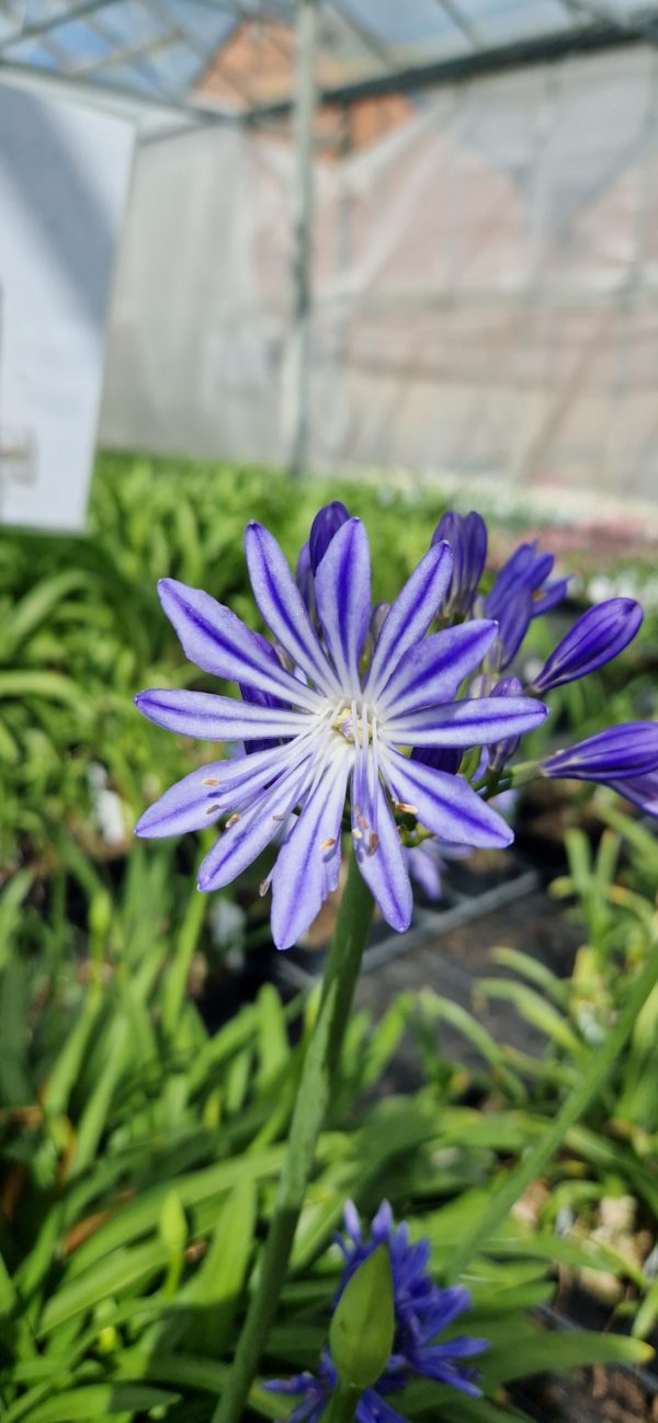 Agapanthus 'Charlotte' Agapanthus 'Charlotte'