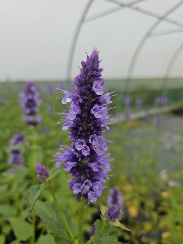 Agastache 'Blackadder' Agastache 'Blackadder'