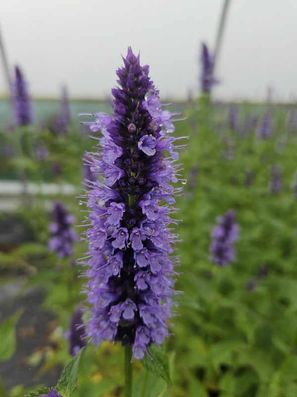 Agastache 'Blackadder'2 Agastache 'Blackadder'