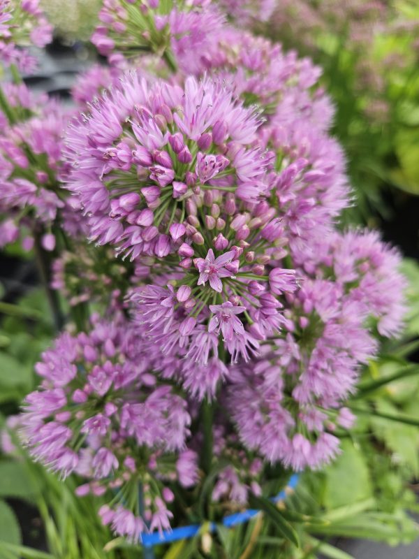 Allium hollandicum 'Millennium'
