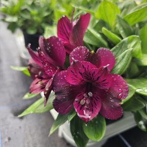 Alstroemeria Inticancha 'Indigo'