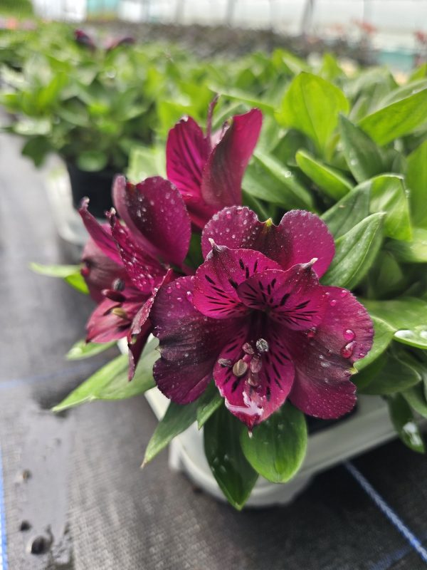 Alstroemeria Inticancha 'Indigo' Alstroemeria Inticancha 'Indigo'