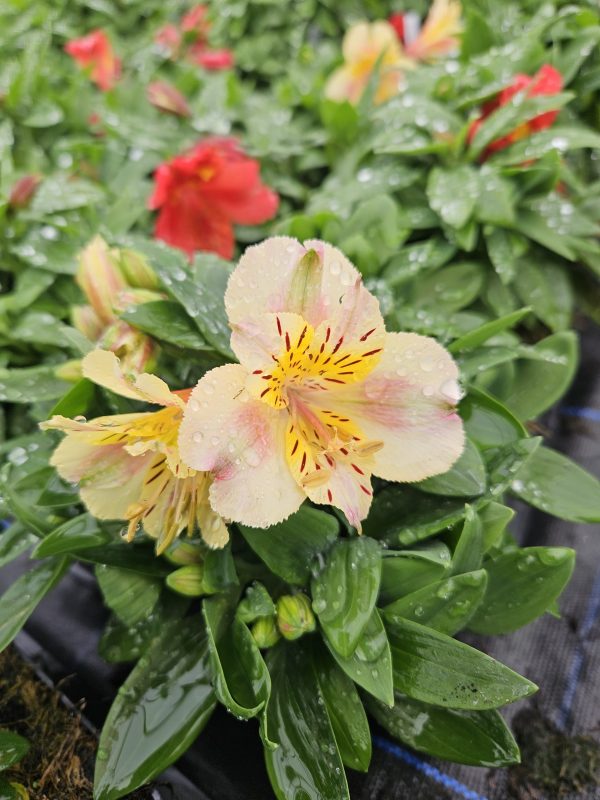Alstroemeria 'Little Miss Christina' Alstroemeria 'Little Miss Christina'