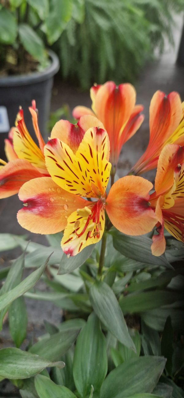 Alstroemeria Summer Paradise Collection 'Indian Summer' Alstroemeria Summer Paradise Collection 'Indian Summer'