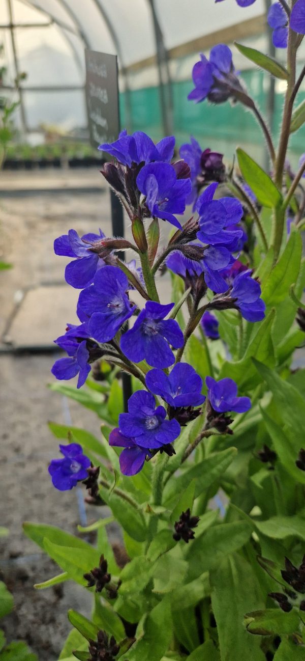 Anchusa azurea 'Loddon Royalist' Anchusa azurea 'Loddon Royalist'