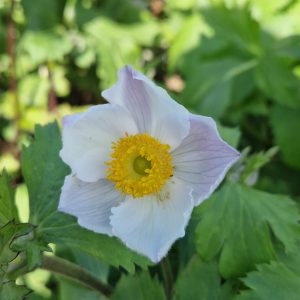 Anemone 'Elfin Swan'