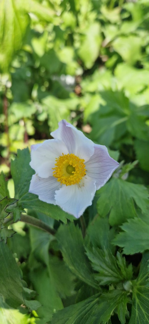Anemone 'Elfin Swan' Anemone 'Elfin Swan'