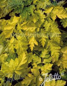 Anthriscus sylvestris 'Golden Fleece'