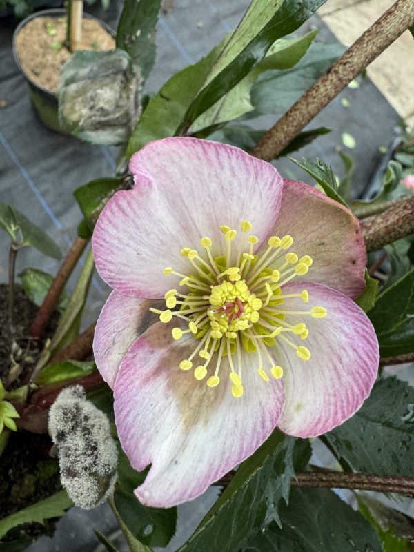 Helleborus 'Rosetta'