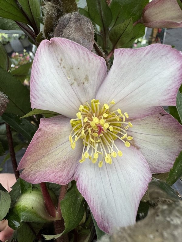 Helleborus 'Rosetta'