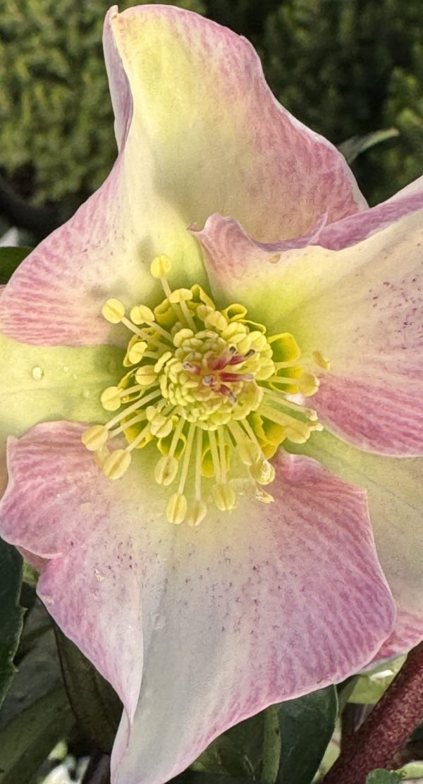 Helleborus 'Rosetta' Helleborus 'Rosetta'