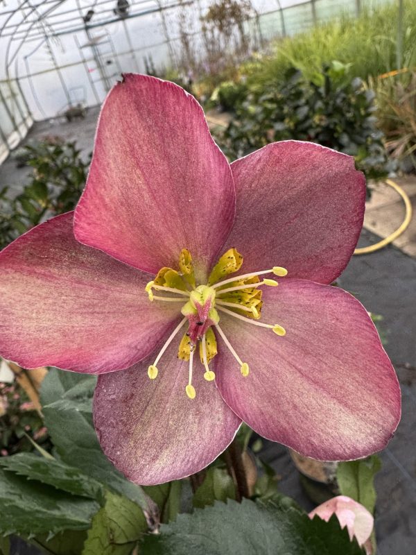 Helleborus ‘Rosado’
