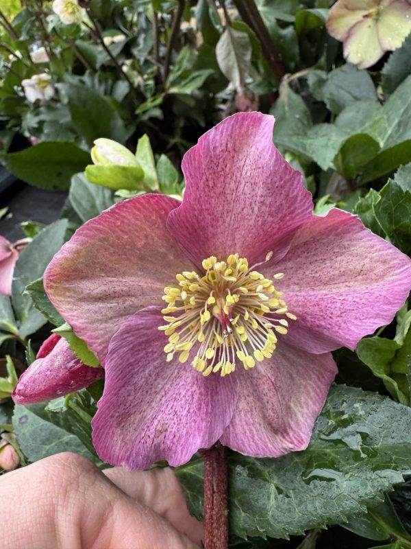 Helleborus ‘Rosado’