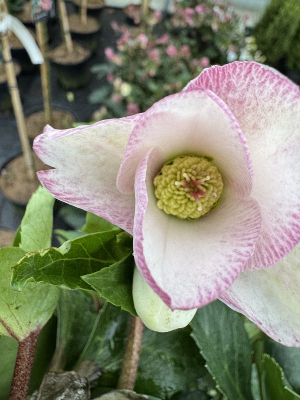 Helleborus ‘Rosado’