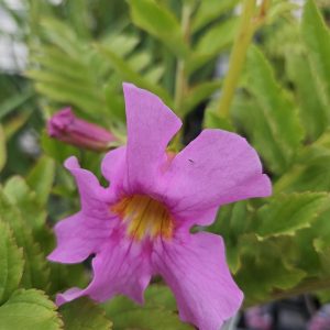 Incarvillea delavayi