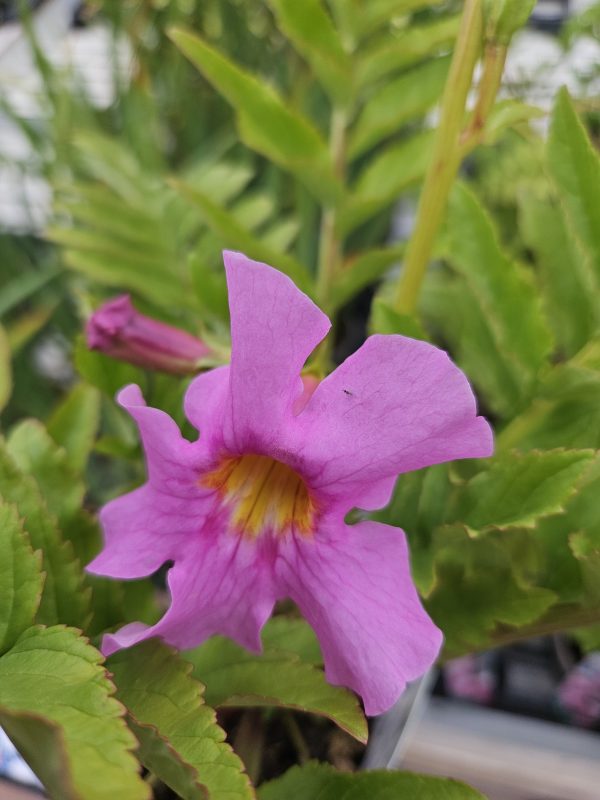 Incarvillea delavayi Incarvillea delavayi