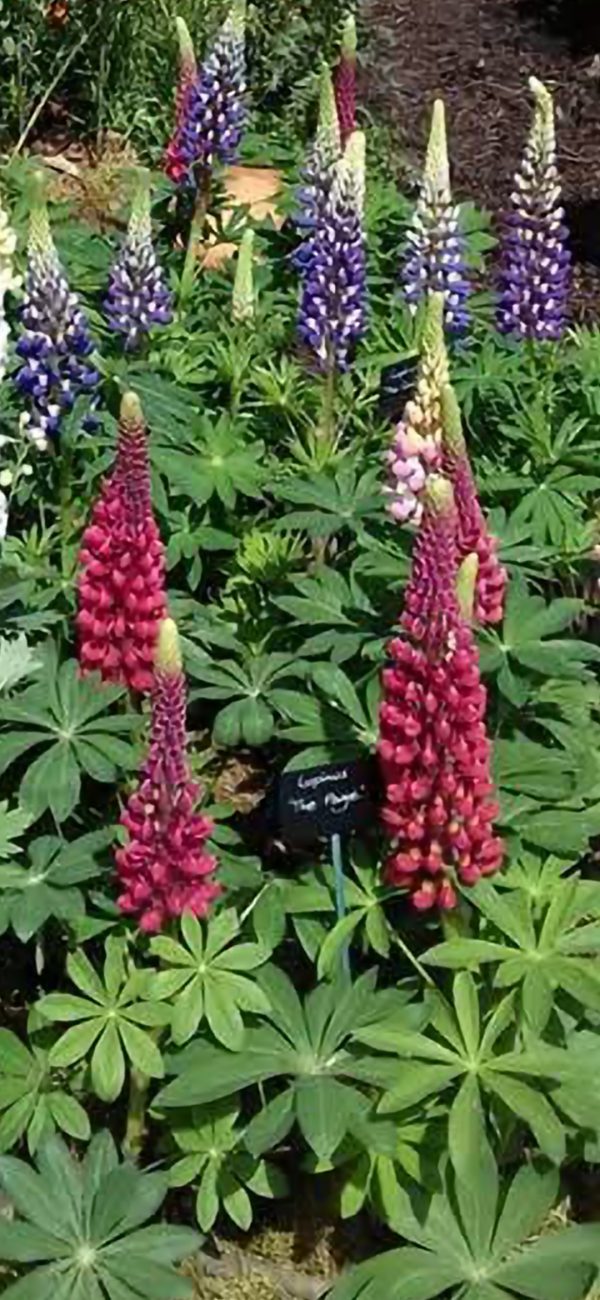 Lupinus 'The Page'3 Lupinus 'The Page'