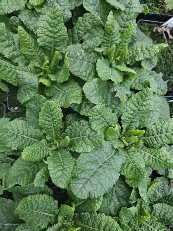 Primula Belarina 'Beaujolais'2 Primula Belarina 'Beaujolais'