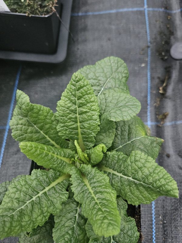 Primula Belarina 'Beaujolais'3 Primula Belarina 'Beaujolais'