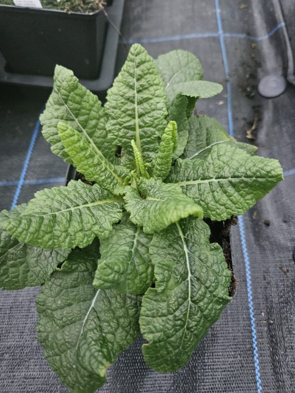 Primula Belarina 'Beaujolais'5 Primula Belarina 'Beaujolais'